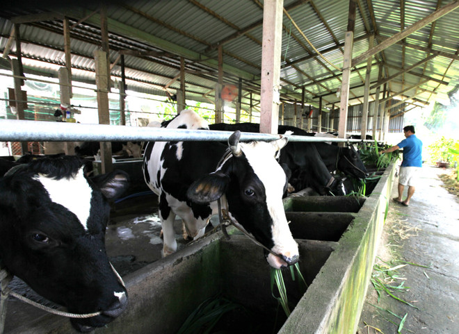 Ciudad Ho Chi Minh y Australia por impulsar cooperación agrícola ảnh 1 Ciudad Ho Chi Minh y Australia por impulsar cooperación agrícola ảnh 1