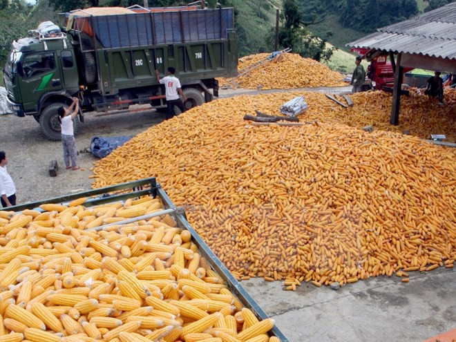 Vietnam suspende importación de granos de EE.UU. y cacahuetes de Sudán y Hongkong ảnh 1