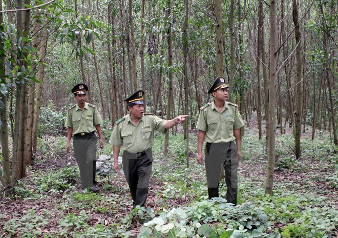 Dedica Vietnam un millón de dólares a gestión forestal sostenible ảnh 1 Dedica Vietnam un millón de dólares a gestión forestal sostenible ảnh 1