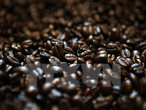 Exportación de café de Laos sigue en tendencia bajista ảnh 1 Exportación de café de Laos sigue en tendencia bajista ảnh 1