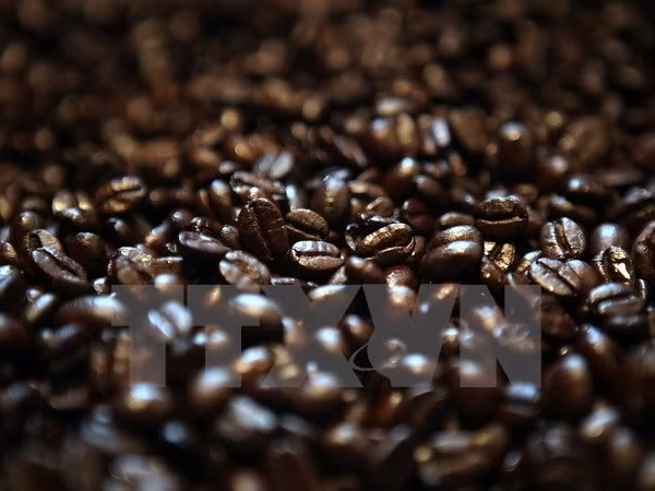 Exportación de café de Laos sigue en tendencia bajista ảnh 1
