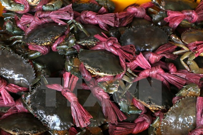 Provincia vietnamita de Tra Vinh traza alta meta para exportación de productos acuícolas en 2018 ảnh 1 Provincia vietnamita de Tra Vinh traza alta meta para exportación de productos acuícolas en 2018 ảnh 1