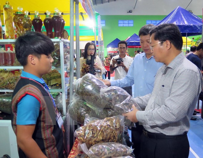 Reportan nutrida participación en primer mercado de ginseng Ngoc Linh en 2018 ảnh 1 Reportan nutrida participación en primer mercado de ginseng Ngoc Linh en 2018 ảnh 1
