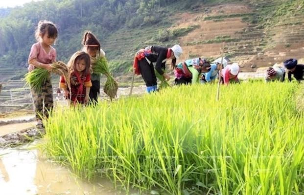 Vietnam aplica severas penas a empleadores de trabajadores infantiles ảnh 1  Vietnam aplica severas penas a empleadores de trabajadores infantiles ảnh 1