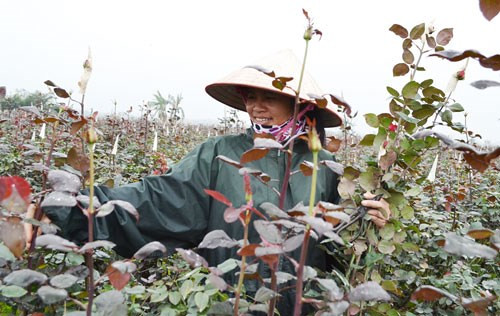 Hanoi reconoce otras ocho aldeas de oficios ảnh 1 Hanoi reconoce otras ocho aldeas de oficios ảnh 1