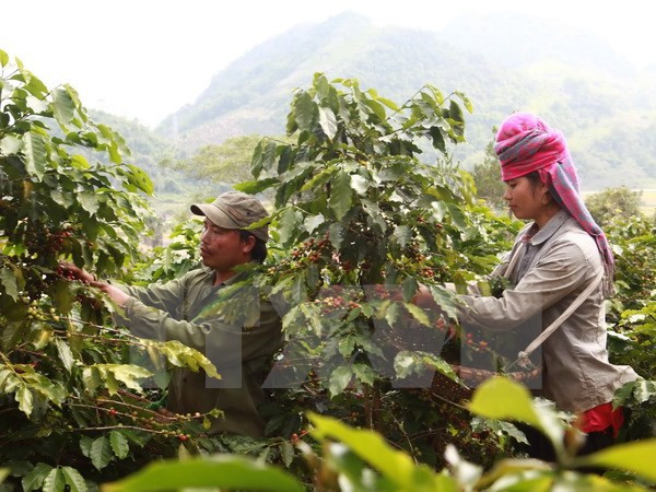 Ministro de agricultura: Ampliación de mercado es cuestión vital ảnh 1 Ministro de agricultura: Ampliación de mercado es cuestión vital ảnh 1