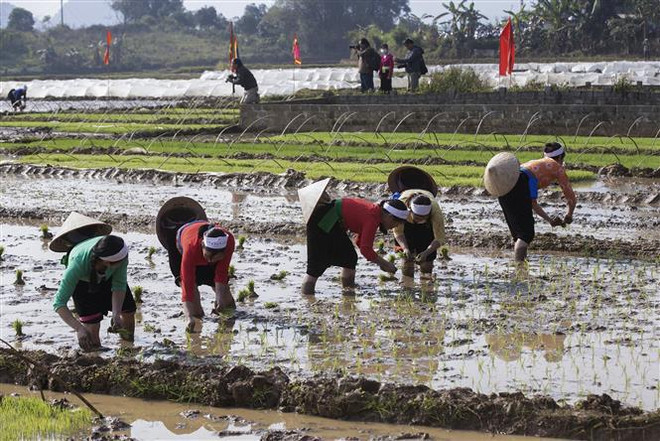 Efectúan mayor festival de los Muong en provincia vietnamita ảnh 2 Efectúan mayor festival de los Muong en provincia vietnamita ảnh 2