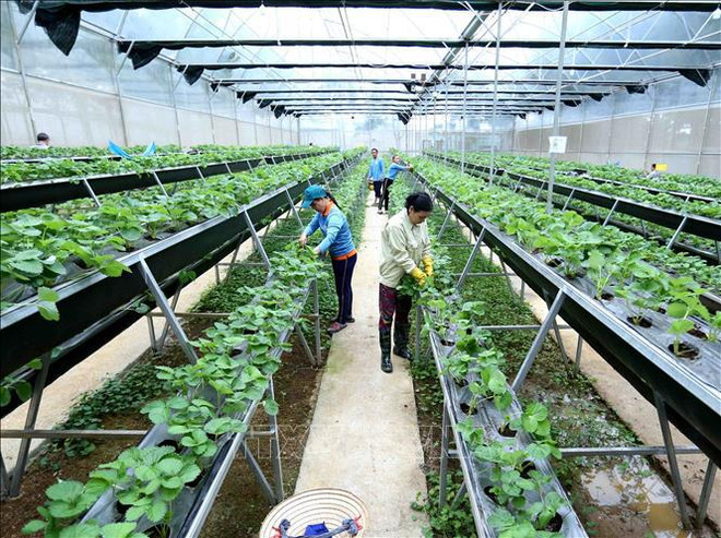Vietnam por elevar contribución de tecnología e innovación al crecimiento agrícola ảnh 2 Vietnam por elevar contribución de tecnología e innovación al crecimiento agrícola ảnh 2