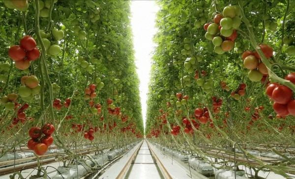 Vietnam y Países Bajos buscan mayor cooperación en desarrollo sostenible ảnh 2 Vietnam y Países Bajos buscan mayor cooperación en desarrollo sostenible ảnh 2