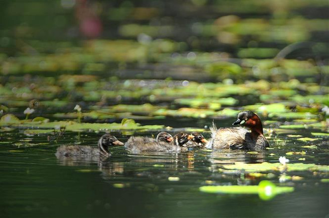 Vietnam por protección y uso sostenible de los humedales ảnh 3 Vietnam por protección y uso sostenible de los humedales ảnh 3