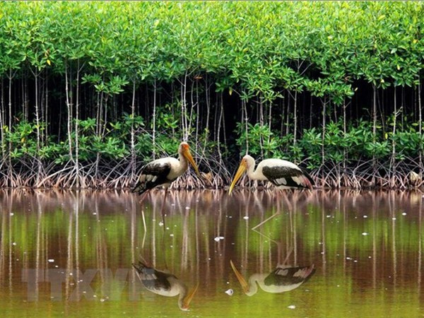 Vietnam por protección y uso sostenible de los humedales ảnh 2 Vietnam por protección y uso sostenible de los humedales ảnh 2