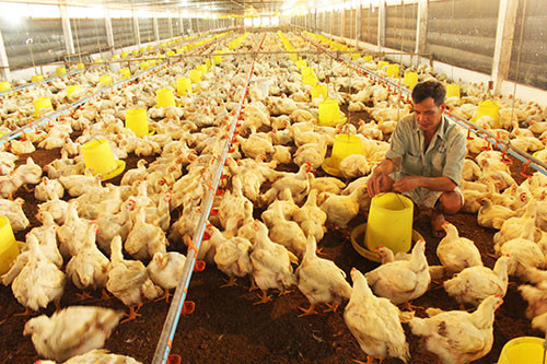 Pollo vietnamita penetrará en mercado japonés ảnh 1 Pollo vietnamita penetrará en mercado japonés ảnh 1