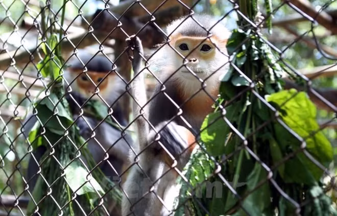 Honrarán a “héroes” por conservación de la vida silvestre en Vietnam en el período 2010-2020 ảnh 1