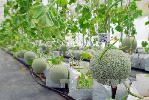 Vietnam promueve aplicación de biotecnología en agricultura ảnh 1
