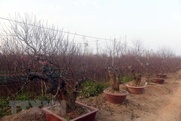 Melocotonero de Nhat Tan, una planta ornamental indispensable del Tet en Vietnam ảnh 1 Melocotonero de Nhat Tan, una planta ornamental indispensable del Tet en Vietnam ảnh 1