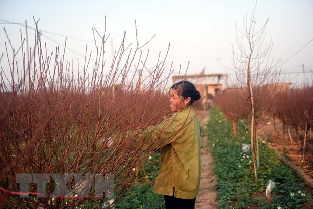 Melocotonero de Nhat Tan, una planta ornamental indispensable del Tet en Vietnam ảnh 2 Melocotonero de Nhat Tan, una planta ornamental indispensable del Tet en Vietnam ảnh 2