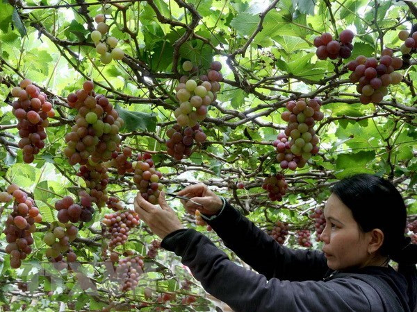 Vietnam prioriza el desarrollo del turismo agrícola ảnh 1 Vietnam prioriza el desarrollo del turismo agrícola ảnh 1