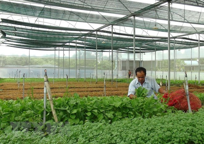 Exportación hortofrutícola de Vietnam alcanza 934 millones de dólares ảnh 1 Exportación hortofrutícola de Vietnam alcanza 934 millones de dólares ảnh 1