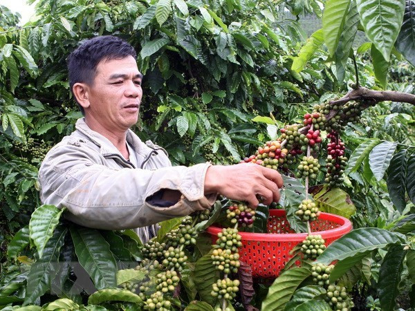 Vietnam ingresa mil millones de dólares por exportaciones de café en primer trimestre ảnh 1 Vietnam ingresa mil millones de dólares por exportaciones de café en primer trimestre ảnh 1