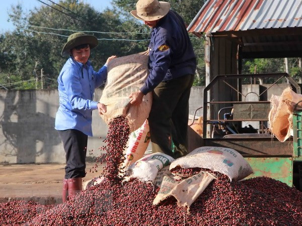Exportaciones de café de Vietnam alcanzan mil millones de dólares en primer trimestre ảnh 1 Exportaciones de café de Vietnam alcanzan mil millones de dólares en primer trimestre ảnh 1