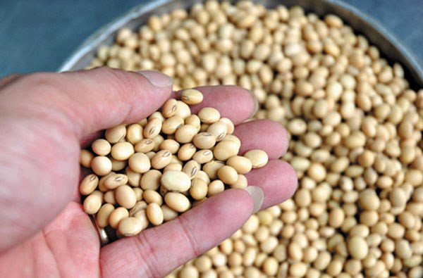 Vietnam y Australia promueven cooperación agrícola ảnh 1 Vietnam y Australia promueven cooperación agrícola ảnh 1