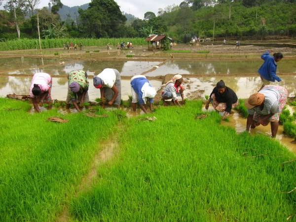Myanmar recauda fondo multimillonario por exportaciones de arroz en año fiscal 2017- 2018 ảnh 1 Myanmar recauda fondo multimillonario por exportaciones de arroz en año fiscal 2017- 2018 ảnh 1