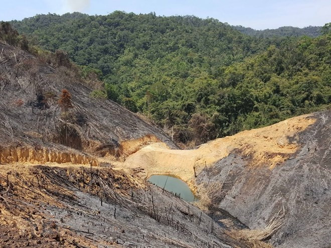 Vietnam: cobertura forestal alcanza más de 41 por ciento ảnh 1