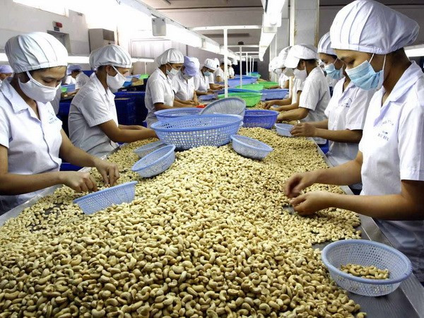 Alza notable en valor de exportaciones de anacardos vietnamitas ảnh 1  Alza notable en valor de exportaciones de anacardos vietnamitas ảnh 1