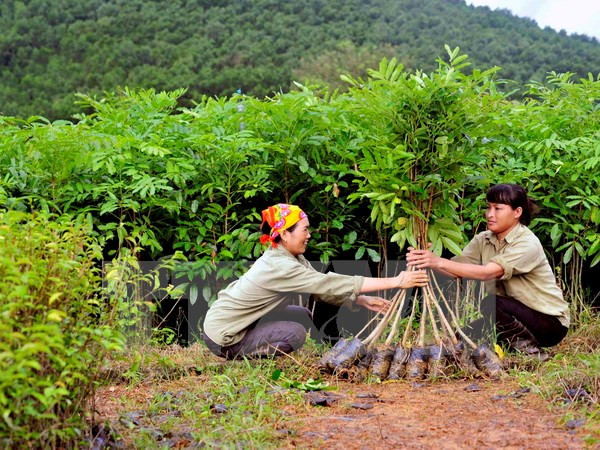 Plantan siete mil árboles en humedal de Lang Sen ảnh 1 Plantan siete mil árboles en humedal de Lang Sen ảnh 1