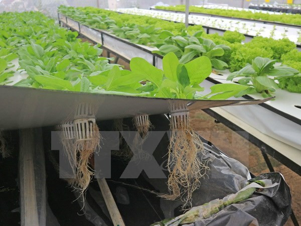 Empresa sudcoreana estudia invertir en agricultura en Vietnam ảnh 1