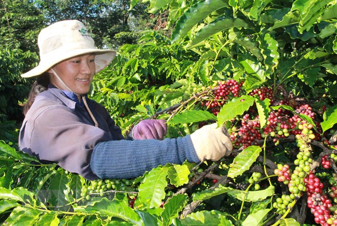 Vietnam e Indonesia fomentan cooperación en sector de café ảnh 1 Vietnam e Indonesia fomentan cooperación en sector de café ảnh 1