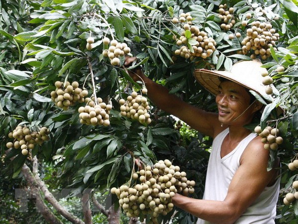 Vietnam podría exportar longans a Australia en 2019 ảnh 1 Vietnam podría exportar longans a Australia en 2019 ảnh 1