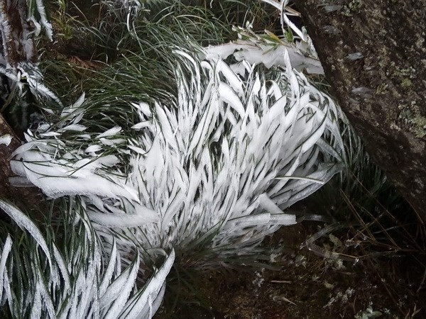 Golpe de frío mata a más de dos mil cabezas de ganado ảnh 1 Golpe de frío mata a más de dos mil cabezas de ganado ảnh 1