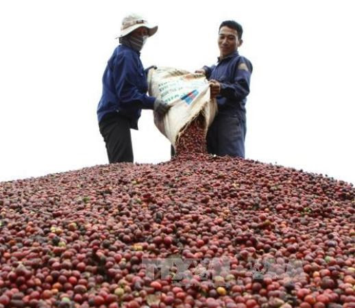 Exportación de café vietnamita en enero experimenta aumentos en valor y volumen ảnh 1