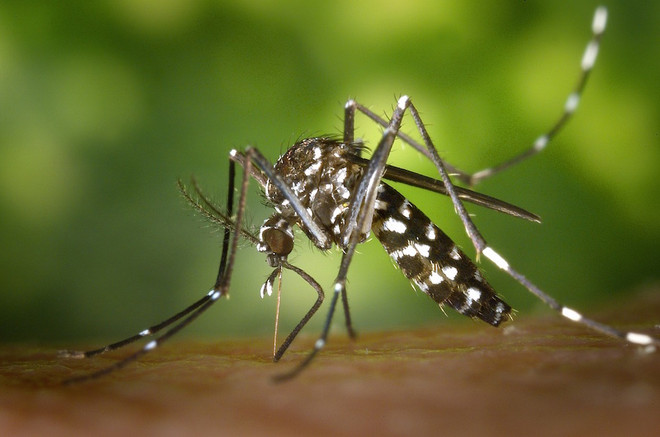 Filipinas detecta diez nuevos casos de infección de Zika ảnh 1 Filipinas detecta diez nuevos casos de infección de Zika ảnh 1