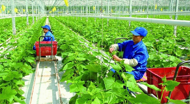 Vietnam por reducir emisiones de gases de efecto invernadero en la producción agrícola ảnh 1 Vietnam por reducir emisiones de gases de efecto invernadero en la producción agrícola ảnh 1