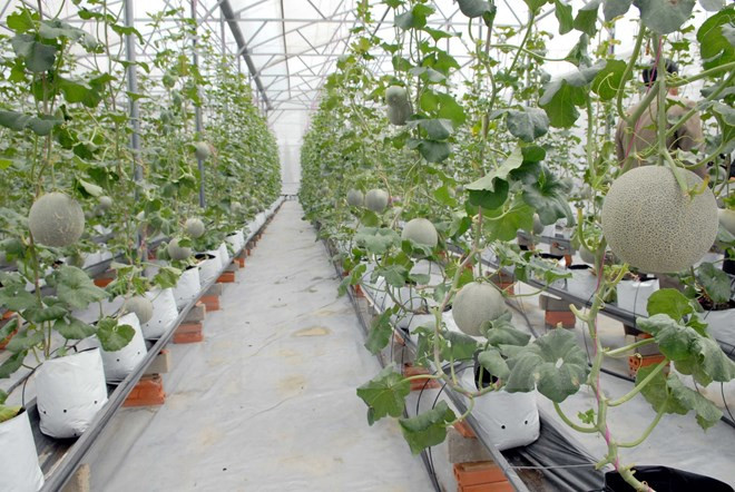 Vietnam y Cuba intercambian experiencias en desarrollo agrícola ảnh 1 Vietnam y Cuba intercambian experiencias en desarrollo agrícola ảnh 1