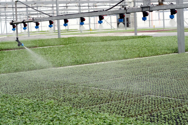 Asistencia israelí a provincia centrovietnamita en agricultura ảnh 1 Asistencia israelí a provincia centrovietnamita en agricultura ảnh 1