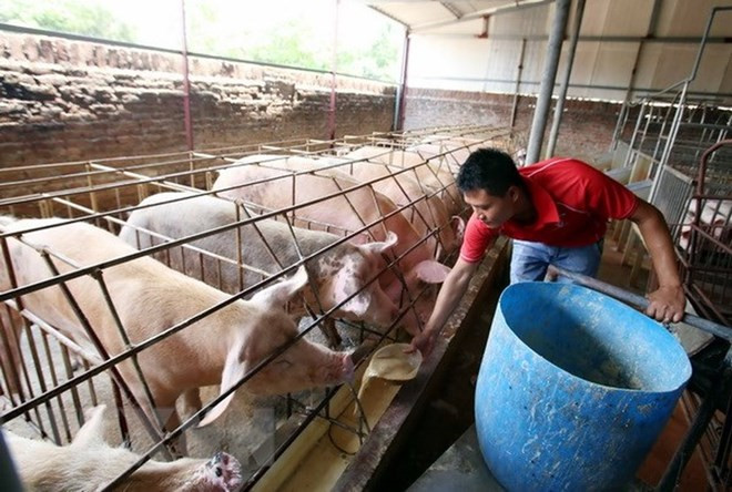Provincia fronteriza vietnamita adopta medidas contra contagio de peste porcina ảnh 1 Provincia fronteriza vietnamita adopta medidas contra contagio de peste porcina ảnh 1