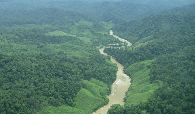 Organizaciones internacionales ofrecen asistencia financiera a Indonesia para reserva forestal ảnh 1