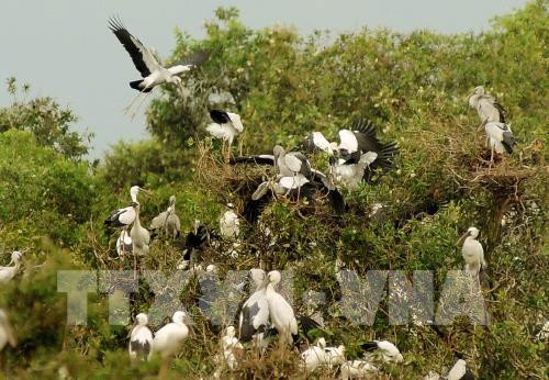 Parque Tram Chim de Vietnam necesita mejor gestión del fuego para conservar ecosistema ảnh 1 Parque Tram Chim de Vietnam necesita mejor gestión del fuego para conservar ecosistema ảnh 1