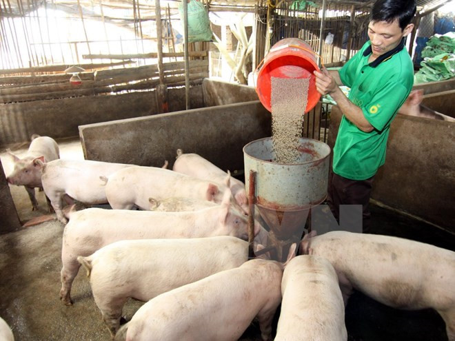 Laos suspende importaciones de carne de cerdo de China ảnh 1