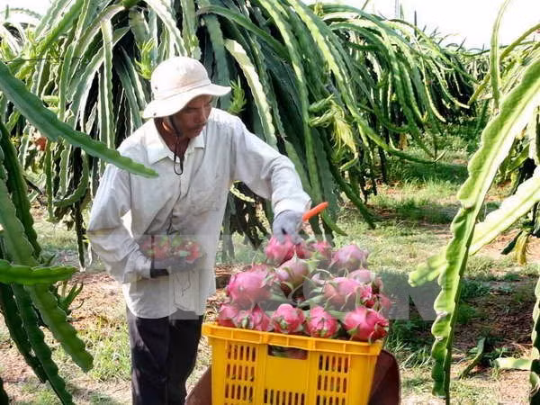 Australia autorizará la importación de pitahaya vietnamita ảnh 1 Australia autorizará la importación de pitahaya vietnamita ảnh 1