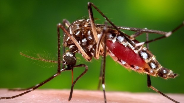 Ciudad Ho Chi Minh declarará hoy fin de epidemia de Zika ảnh 1 Ciudad Ho Chi Minh declarará hoy fin de epidemia de Zika ảnh 1