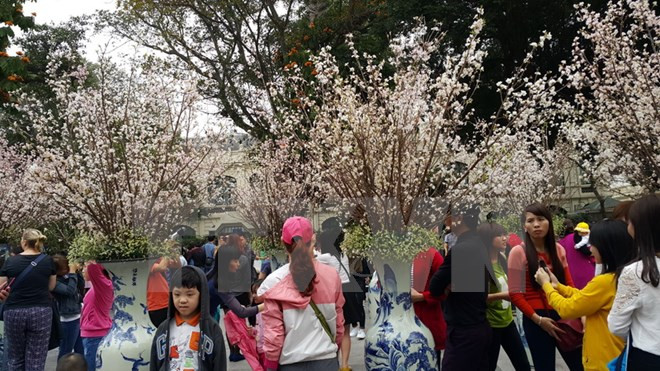 Primer festival de flor de cerezo en Dong Nai ảnh 1