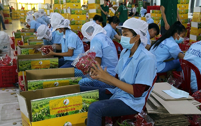 Señales alentadoras para exportaciones hortofrutícolas de Vietnam ảnh 1 Señales alentadoras para exportaciones hortofrutícolas de Vietnam ảnh 1