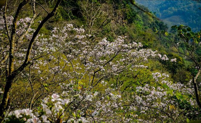 Belleza de región noroeste de Vietnam asombra a visitantes ảnh 1 Belleza de región noroeste de Vietnam asombra a visitantes ảnh 1