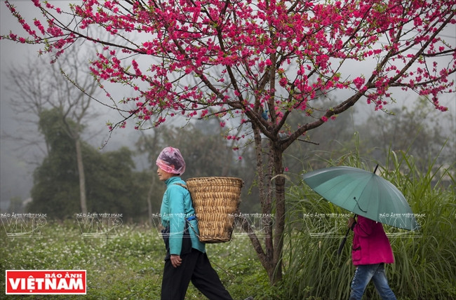 [Fotos] Región del Noroeste de Vietnam a través de la cámara de Nguyen Huu Thong ảnh 12