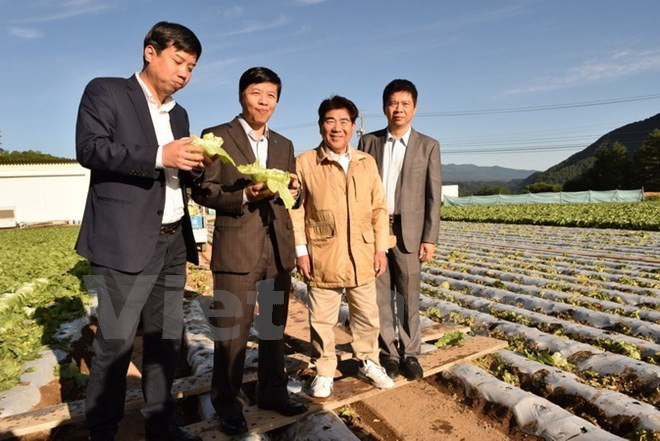 Vietnam adquiere experiencias agrícolas de Japón ảnh 1