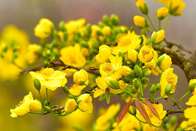 Significados de la flor de albaricoque amarillo ảnh 2 Significados de la flor de albaricoque amarillo ảnh 2